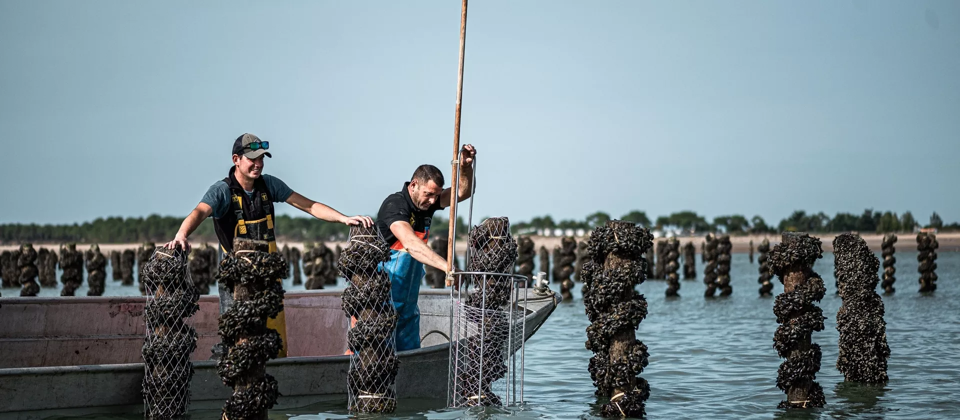 Deux mytiliculteurs dans une barque en aluminium posant des filets de protection sur les pieux de moules à moitié immergés.