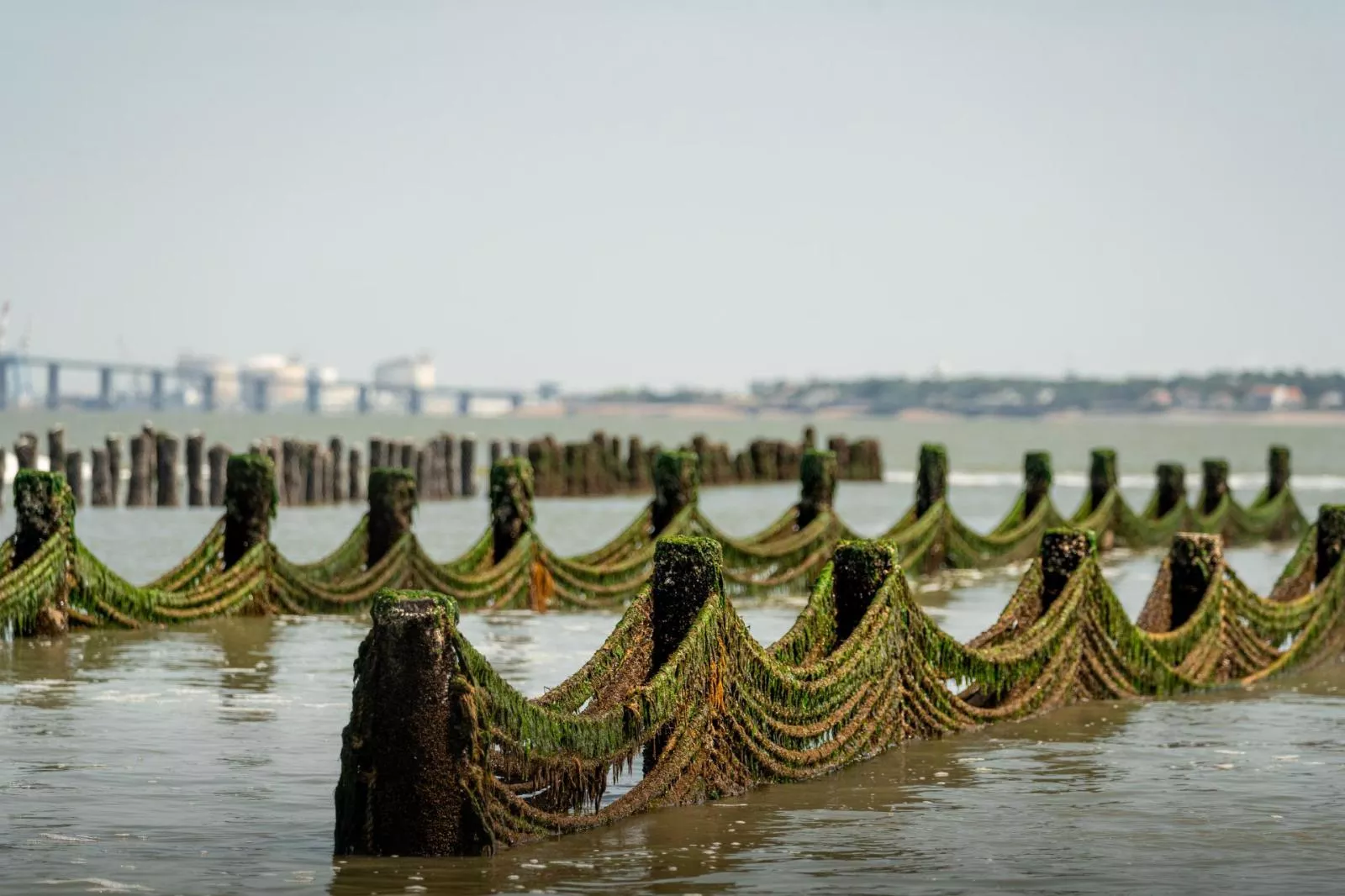 Captage du naissain de moules sur bouchots en Loire-Atlantique, Pays d