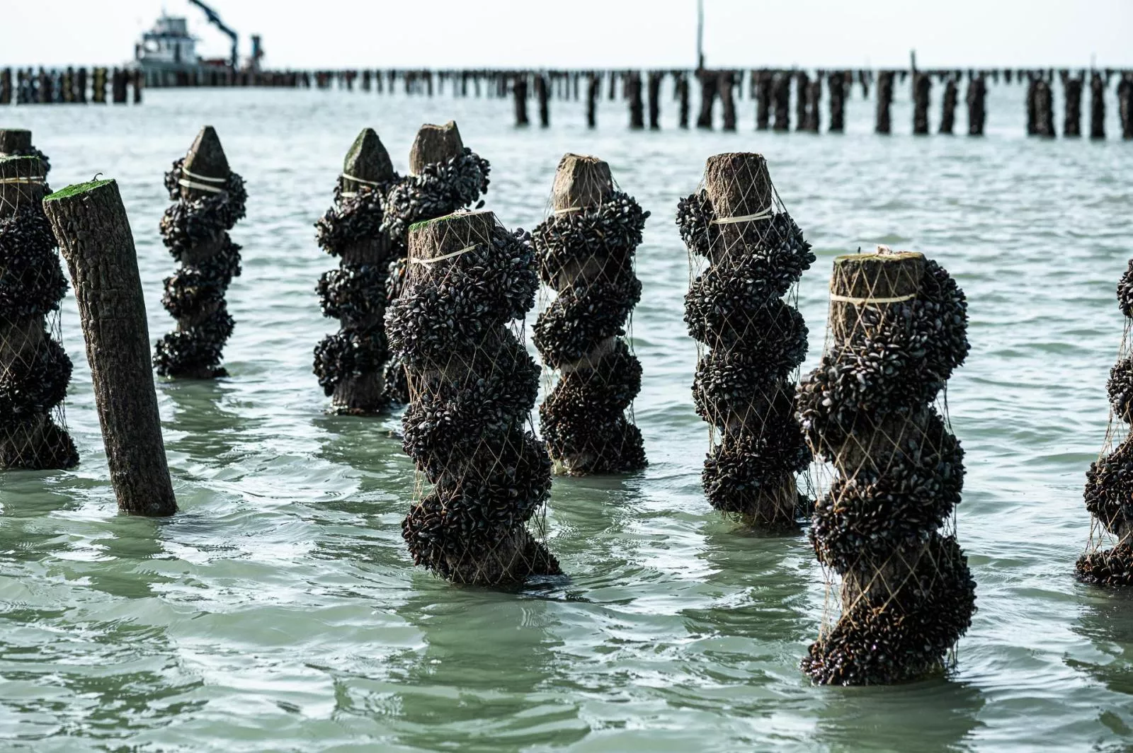 Élevage de moules sur bouchots en Vendée, Pays de la Loire