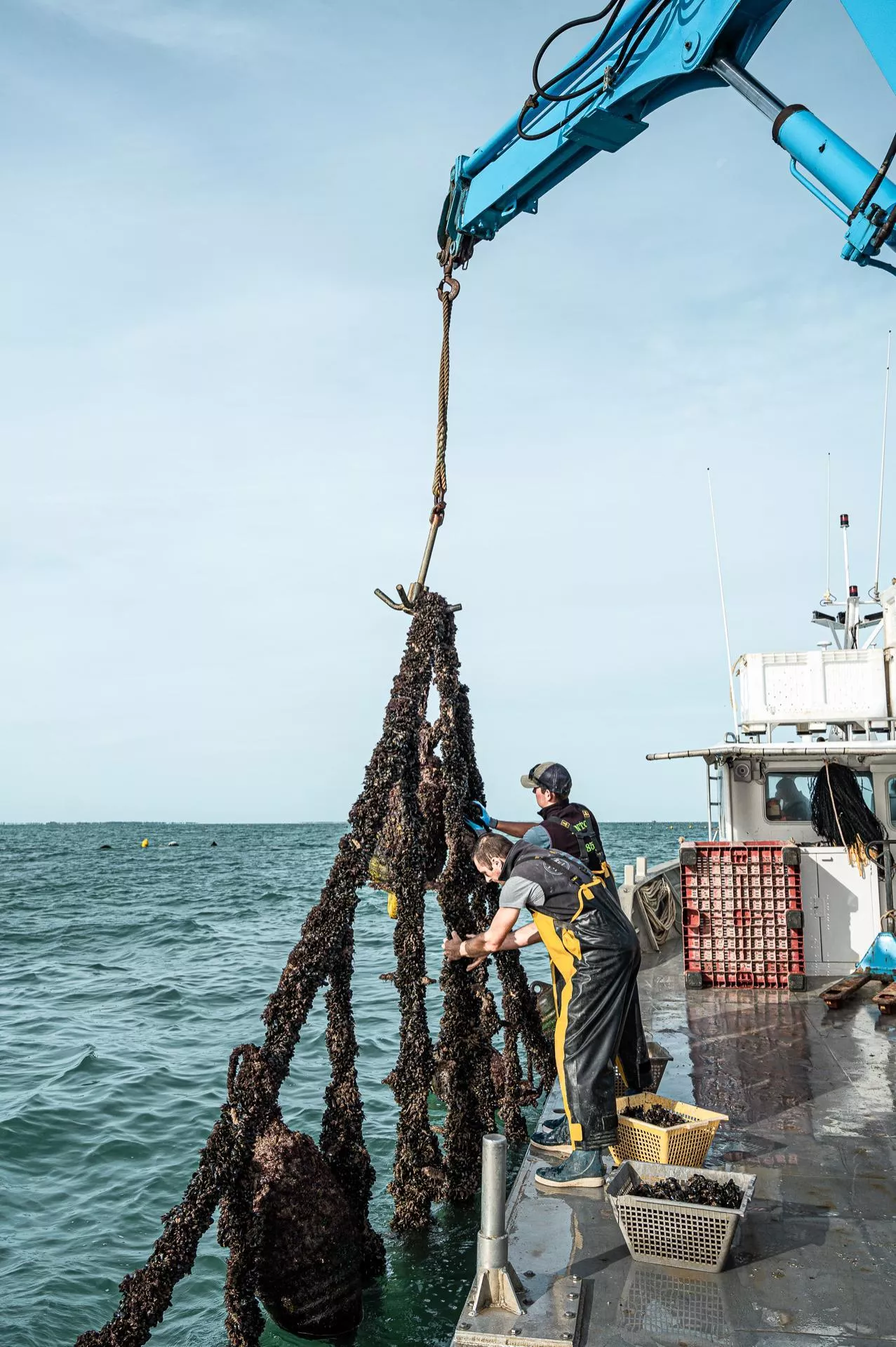 Élevage de moules sur filière en Baie de l'Aiguillon, Vendée