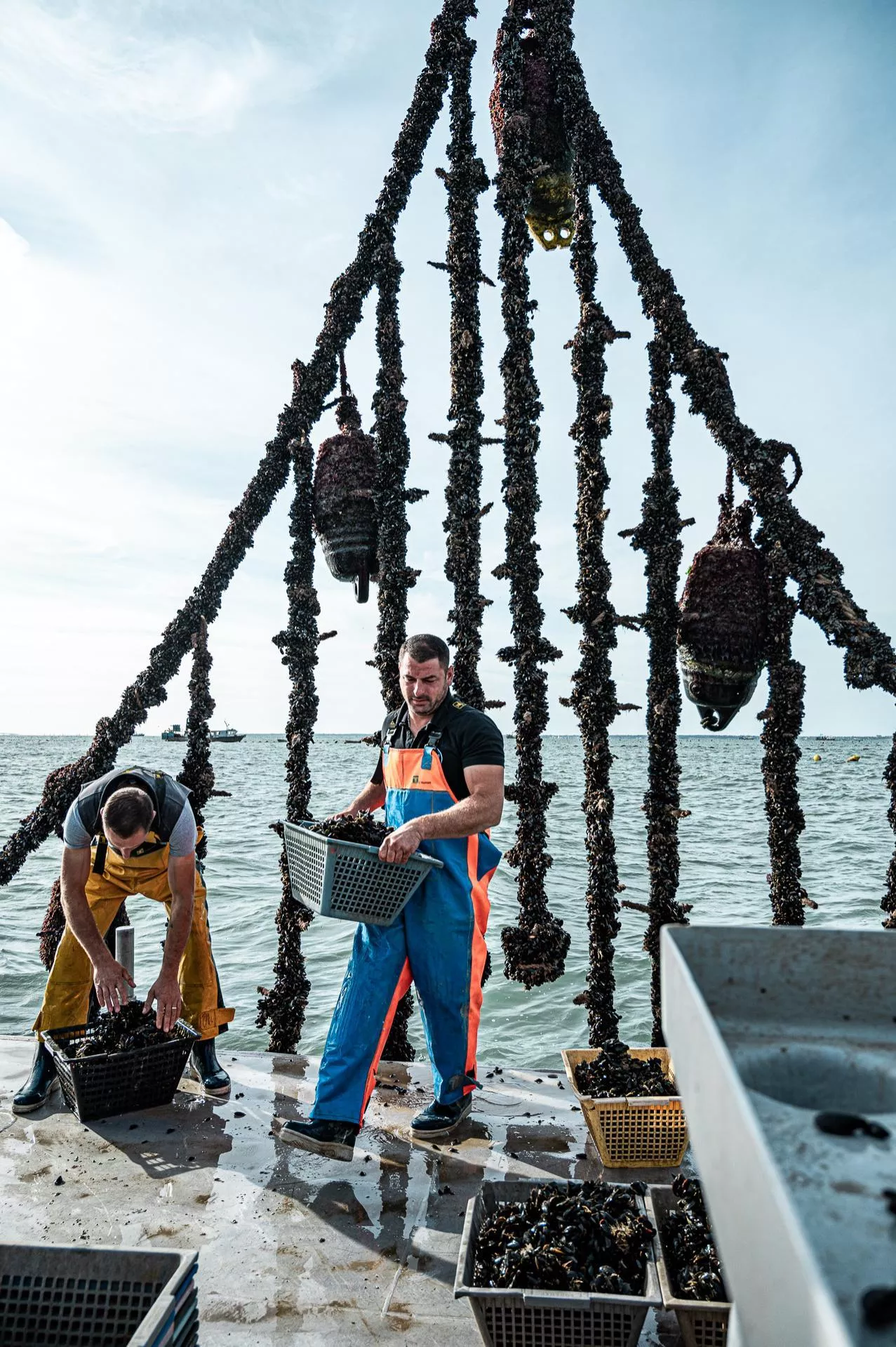 Élevage de moules sur filière en Baie de l'Aiguillon, Vendée