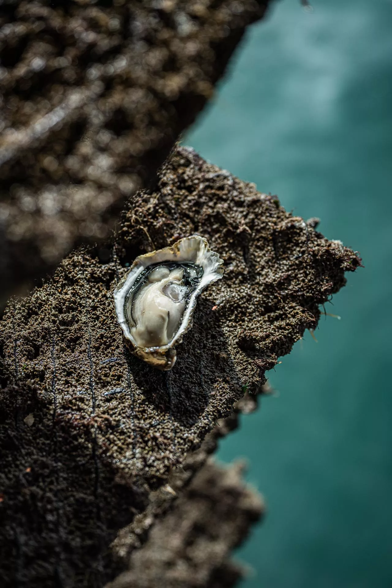 Huîtres de pleine mer charnue, Baie de l'Aiguillon