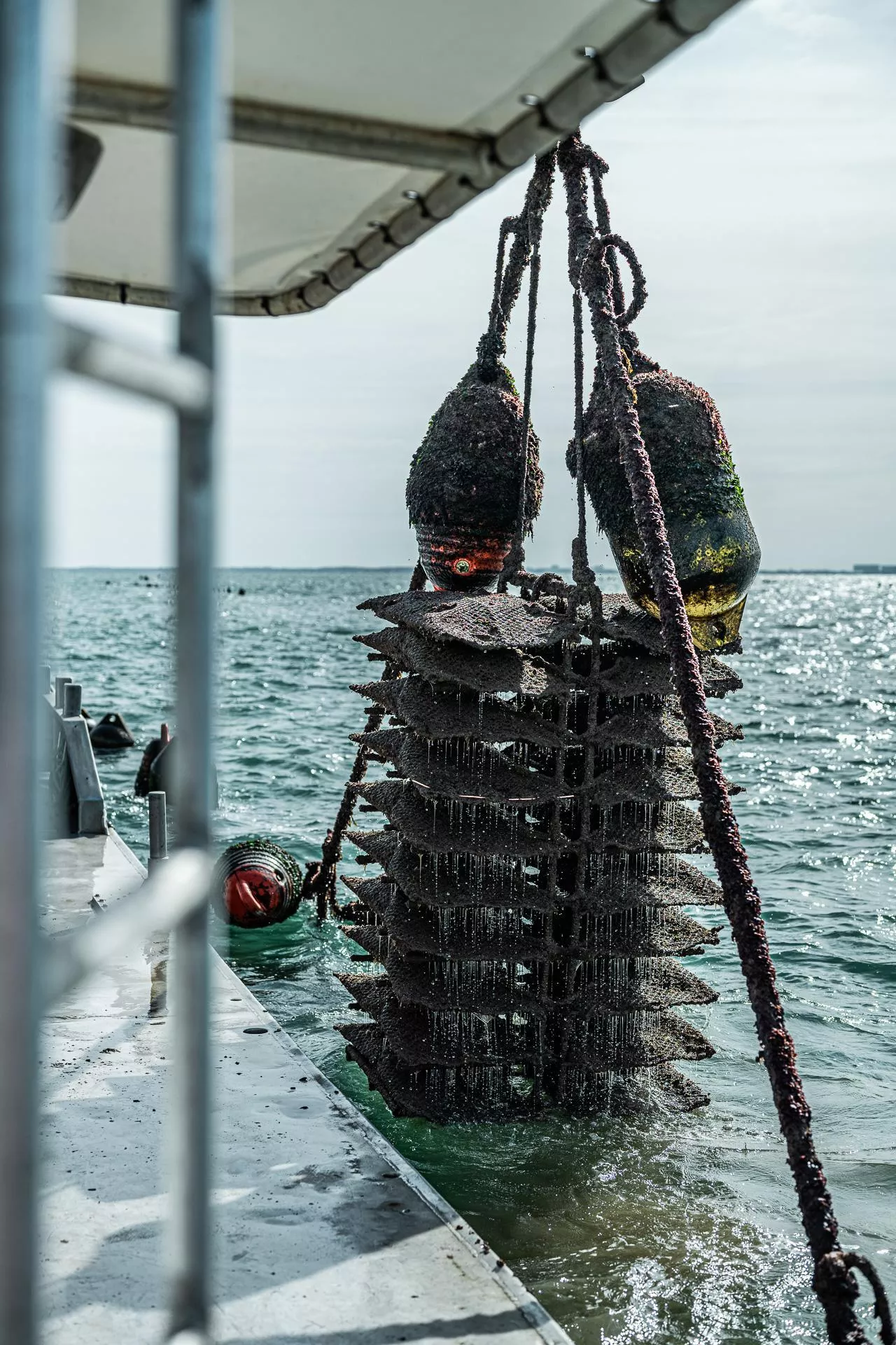 Huîtres de pleine mer, élevage sur filières en Baie de l'Aiguillon