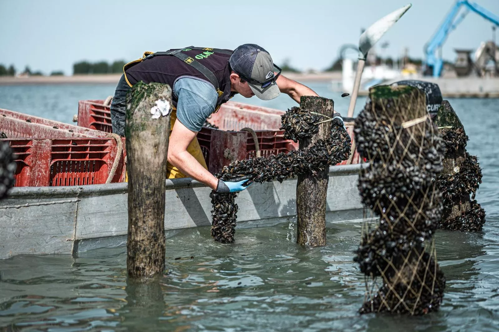 Élevage de moules sur bouchots en Vendée, Pays de la Loire
