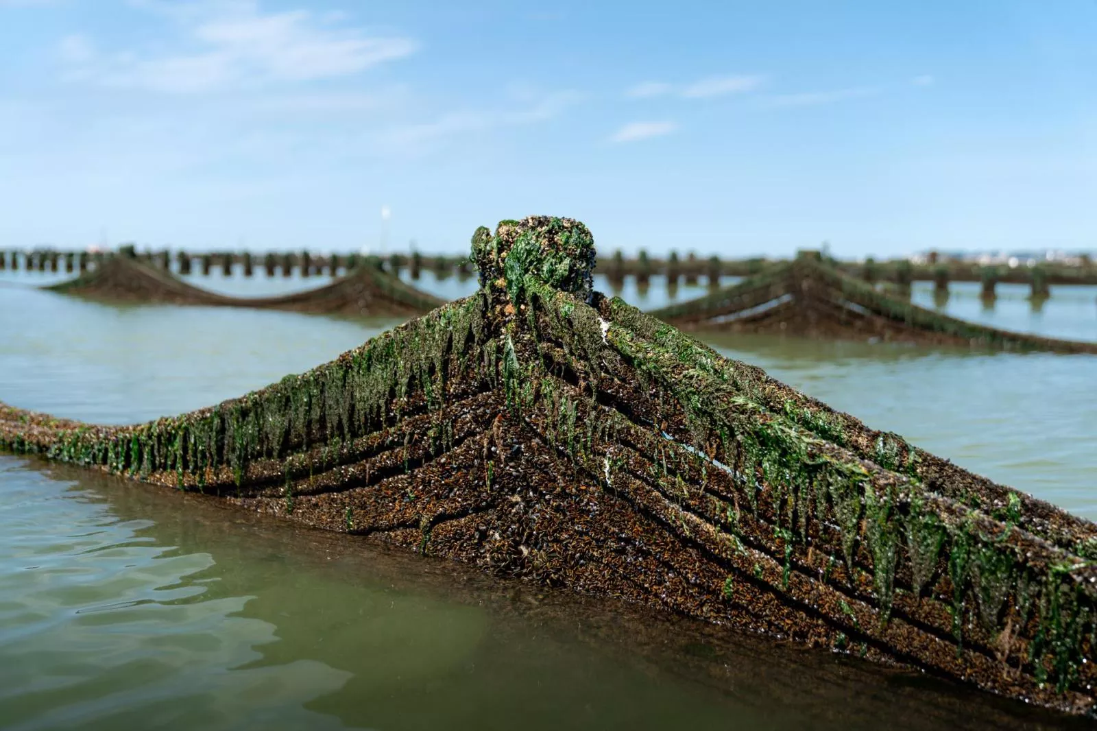 Captage du naissain de moules sur bouchots en Loire-Atlantique, Pays d
